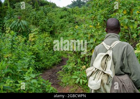 Parc national des volcans, Rwanda - août 2008 : homme de derrière dans la jungle Banque D'Images