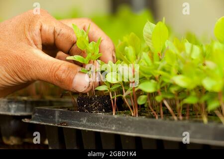 Une main de fermiers tenant une plante pousse dans une serre. Banque D'Images