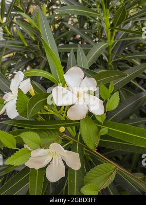 Des fleurs blanches entourées de feuilles vertes sur un arbuste le jour de l'été. Banque D'Images