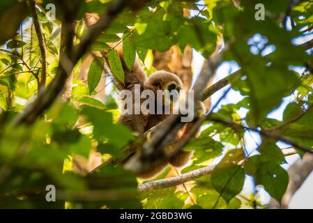 gibbon, faune de mammifères dans la forêt en asie Banque D'Images