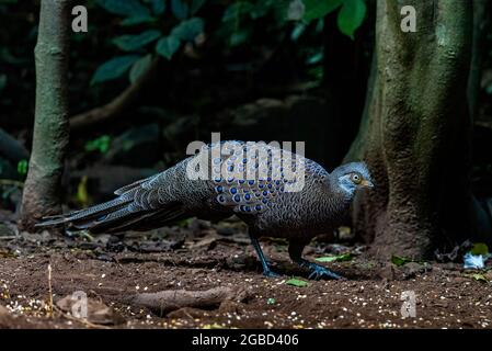 Peacock-Pheasant gris, de beaux oiseaux de Thaïlande Banque D'Images