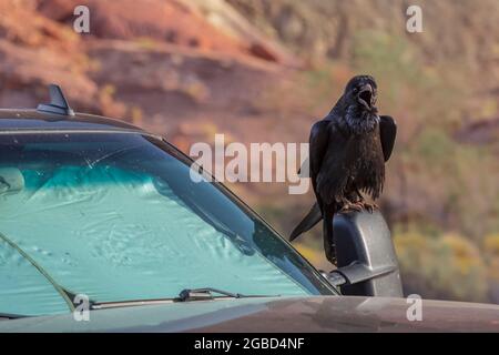 Common Raven, Corvus corax, perché sur un miroir de pick-up dans la zone de Lees Ferry de l'aire de loisirs nationale de Glen Canyon, Arizona, États-Unis Banque D'Images