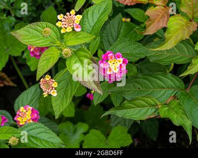 Fleurs et feuilles de plantes de Lantana très communes Banque D'Images