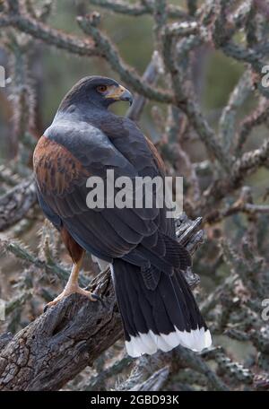 Harris's Hawk, Parabuteo unicinctus, Sonora Desert Museum, Tucson, Arizona, ÉTATS-UNIS Banque D'Images