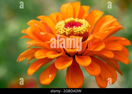 Zinnia Orange flower Banque D'Images