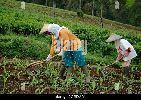 Un groupe de agricultrices cultivent le sol sur une plantation. Banque D'Images