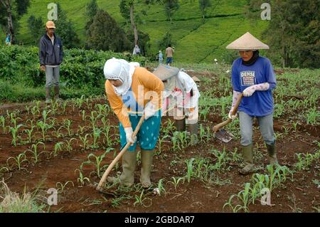 Trois agricultrices cultivent le sol sur une plantation tandis qu'un homme les surveille. Banque D'Images