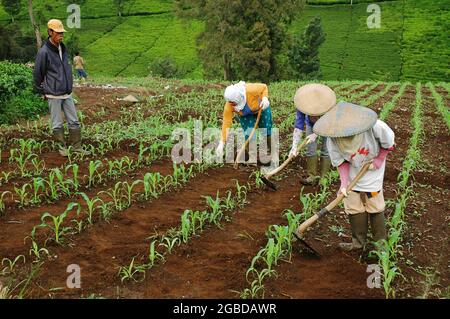 Trois agricultrices cultivent le sol sur une plantation tandis qu'un homme les surveille. Banque D'Images