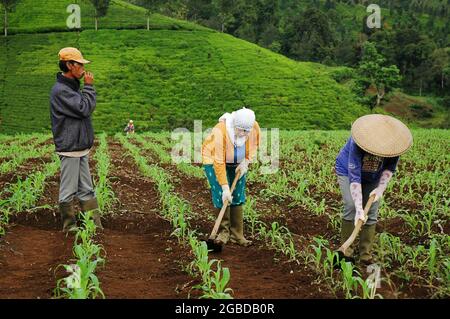 Deux agricultrices cultivent le sol sur une plantation tandis qu'un homme les surveille. Banque D'Images