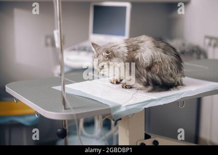 Le Chat Bouleverse Sur Perfusion Intraveineuse Est Assis Sur Mauvais Recouvert D Un Sous Coussin Jetable Photo Stock Alamy