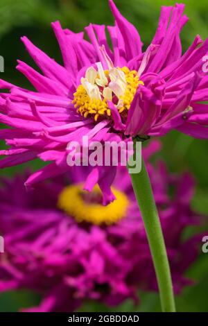 Violet violet violet Zinnia elegans cactus Zinnias fleur Banque D'Images