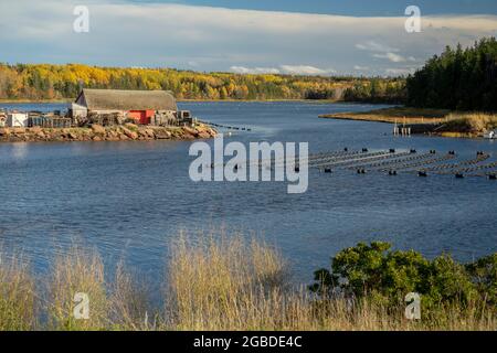 Champs de moules aquatiques cultivés dans les criques le long des côtes de Prince Edward, Canada. Banque D'Images