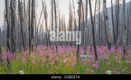 La mouchee (Chamaenerion angustifolium) croît parmi les accrocs d'arbres de feu de forêt dans le parc national Kootenay, Colombie-Britannique, Canada Banque D'Images