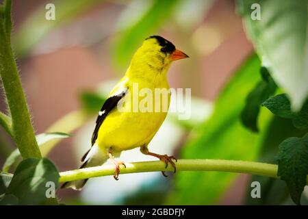 Un Finch d'or américain perche sur une branche de tournesol dans un jardin d'arrière-cour. Banque D'Images