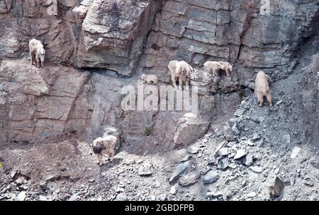 Chèvres de montagne, Goat Lick Crossing sur l'autoroute 2, près du parc national des Glaciers, Montana Banque D'Images