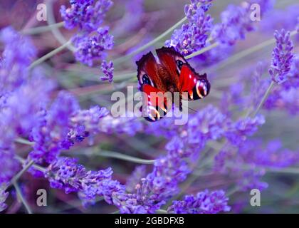 Peacock Butterfly sur les champs de lavande pourpre à Hitchin Lavender Farm, Hertfordshire Banque D'Images