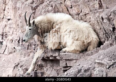 Chèvre de montagne, Goat Lick Crossing sur l'autoroute 2, près du parc national des Glaciers, Montana Banque D'Images