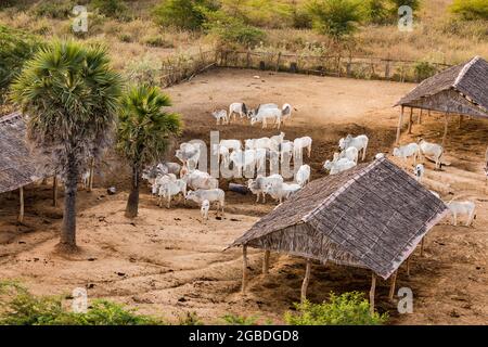 Vue aérienne d'une petite ferme avec des bovins, des palmiers et des abris dans la région du site culturel Bagan au Myanmar Banque D'Images