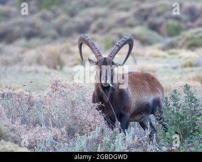 Gros plan portrait de l'herbe à mâcher Walia ibex (Capra walie) en voie de disparition en regardant directement les montagnes de la caméra Simien, en Éthiopie. Banque D'Images