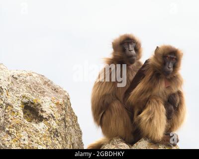 Portrait en gros plan de deux singes de Gelada (Theropithecus gelada) assis au sommet de la montagne se tenant les uns les autres montagnes de Simien, en Éthiopie. Banque D'Images