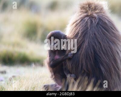 Gros plan portrait du bébé Gelada Monkey (Theropithecus gelada) tenant sur l'arrière de la mère regardant la caméra Simien Mountains, Ethiopie. Banque D'Images