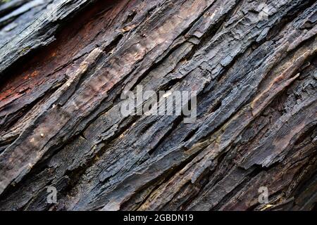 arrière-plan de texture d'arbre brun , arrière-plan abstrait Banque D'Images