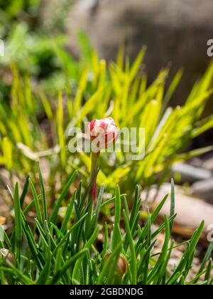 Rose de mer ou thrift de mer, Armeria maritima, gros plan du nouveau bourgeon qui grandit à la fleur au printemps, pays-Bas Banque D'Images