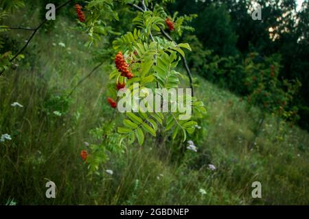 Les baies de rowan rouges poussent sur une branche d'arbre. La photo a été prise à Chelyabinsk, Russie. Banque D'Images