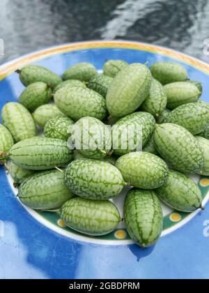 Concombres Cucamelon ou Sour Gherkin mexicains fraîchement cueillis. Ce sont des raisins de taille, des concombres aigre, très unique. Banque D'Images