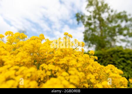 Golden aurina saxatilis fleurs avec beaucoup de petits pétales magnifiquement fleurir dans un jardin d'arrière-cour entouré de verdure et d'un arbre par une journée ensoleillée Banque D'Images