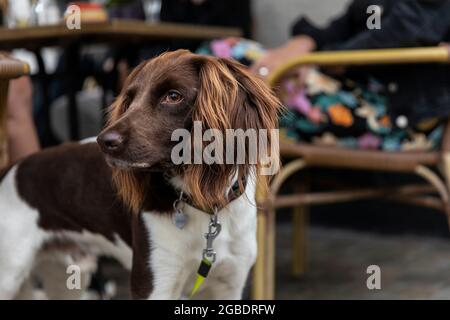 Drentse Patrijs ou chien de Partridge hollandais avec un manteau brun et blanc assis à côté de ses propriétaires sur une terrasse tout en étant sur une laisse aux pays-Bas Banque D'Images