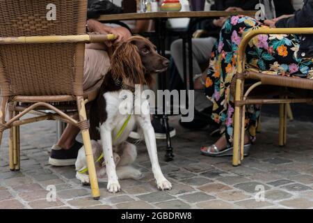 Drentse Patrijs ou chien de Partridge hollandais avec un manteau brun et blanc assis à côté de ses propriétaires sur une terrasse tout en étant sur une laisse à Limburg, le Neth Banque D'Images