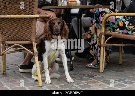 Drentse Patrijs ou Dutch Partridge chien avec un manteau blanc brun assis à côté de ses propriétaires sur une terrasse tout en étant sur une laisse à Limburg, les pays-Bas Banque D'Images