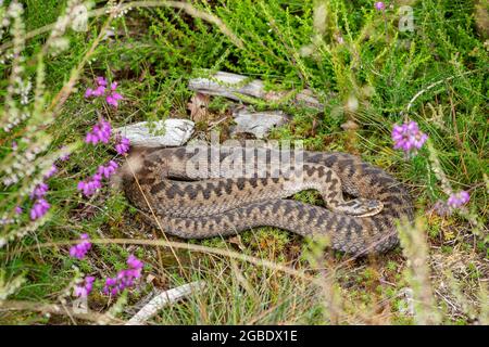 Une femme (Vipera berus) se prélassant sous le soleil du matin au Silchester Common dans le Hampshire, en Angleterre, au Royaume-Uni, pendant l'été Banque D'Images