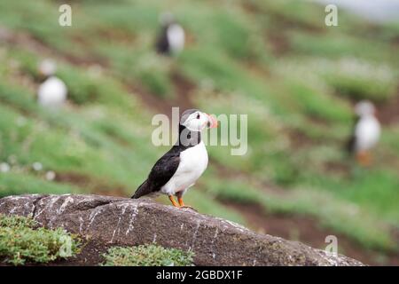 Un cirque de puffins sur l'île de mai - Écosse, Royaume-Uni Banque D'Images