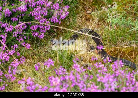 L'additionneur mélaniste (Vipera berus) se prélassant sous le soleil du matin à Silchester Common dans le Hampshire, Angleterre, Royaume-Uni, pendant l'été Banque D'Images