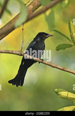 Drongo à cheveux (Dicrurus hottentotus hottentotus) adulte perché sur la branche de Kaeng Krachan, Thaïlande Novembre Banque D'Images