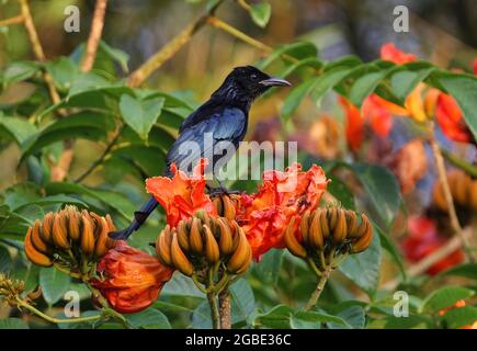 Drongo à cheveux (Dicrurus hottentotus hottentotus) adulte perché sur un arbre à fleurs avec trroat dépoussiéré au pollen Kaeng Krachan, Thaïlande Banque D'Images