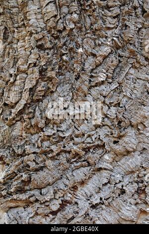 Détail de l'écorce d'un vieux spécimen de chêne-liège, Quercus suber, Fagaceae Banque D'Images