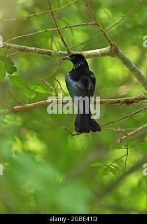 Drongo à cheveux (Dicrurus hottentotus hottentotus) adulte perché sur la branche de Kaeng Krachan NP, Thaïlande Mai Banque D'Images