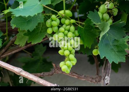 Bouquet de raisins de table verts non mûrs accrochés à la vigne en gros plan Banque D'Images