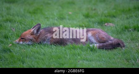 Wimbledon, Londres, Royaume-Uni. 3 août 2021. Renard urbain jeune et cultivé se détendant sur la pelouse d'un jardin de banlieue de Londres à 2h00. Crédit : Malcolm Park/Alay Live News. Banque D'Images