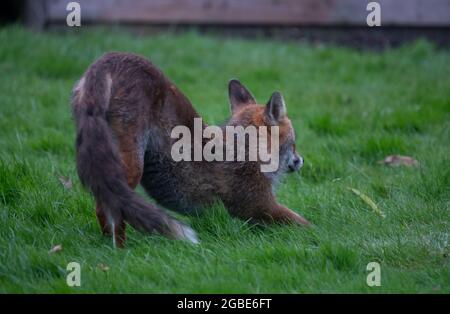 Wimbledon, Londres, Royaume-Uni. 3 août 2021. Renard urbain jeune et cultivé se détendant sur la pelouse d'un jardin de banlieue de Londres à 2h00. Crédit : Malcolm Park/Alay Live News. Banque D'Images