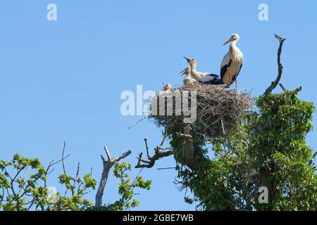 White Stork (Ciconia ciconia) parent debout à côté de trois grands poussins sur leur nid dans un chêne, Knepp Estate, Sussex, Royaume-Uni, juin 2021. Banque D'Images