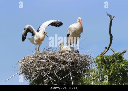 Bien développé White Stork (Ciconia ciconia) poussin exerçant ses ailes sur le nid à côté d'une sœur et d'un parent, Knepp Estate, Sussex, Royaume-Uni, juin 2021 Banque D'Images