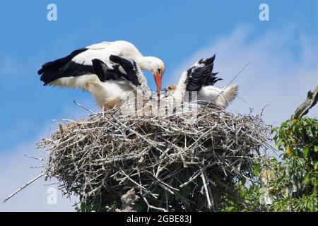 White Stork (Ciconia ciconia) parent régurgitant la nourriture pour nourrir ses trois grands poussins dans un nid dans un chêne, Knepp Estate, Sussex, Royaume-Uni, juin 2021. Banque D'Images