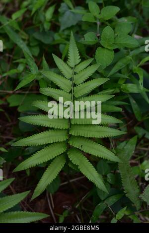 Feuille verte de fougères tropicales forêt tropicale plante de feuillage isolée sur un fond blanc, y compris le chemin d'écrêtage. Banque D'Images