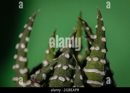 Gros plan d'un succulent vert sur un arrière-plan flou Banque D'Images