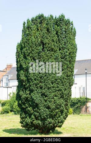 Yew Tree (Taxus baccata) dans le cimetière, église St Mary's, vue sur le manoir, Whittlesey, Cambridgeshire, Angleterre, Royaume-Uni Banque D'Images