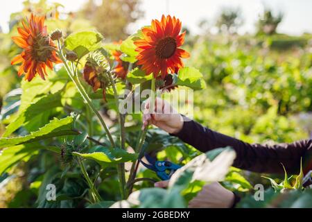 Femme jardinière cueille des tournesols orange dans le jardin d'été à l'aide d'un sécateur. Récolte de fleurs coupées pour bouquets Banque D'Images